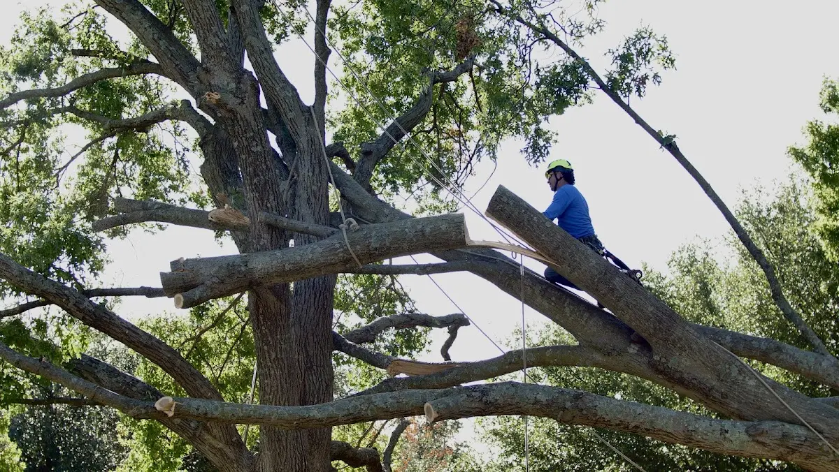 Professional Hazardous Tree Removal performed by certified arborists in Lawn